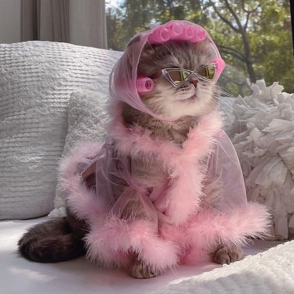 Meet your Posher, Tess! - Picture 3 of 4